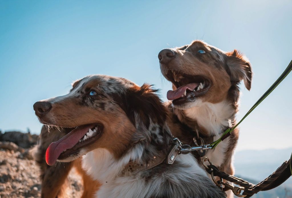 Harige Reisgenoten: Een Gids voor Reizen met Honden - Neeka & Co