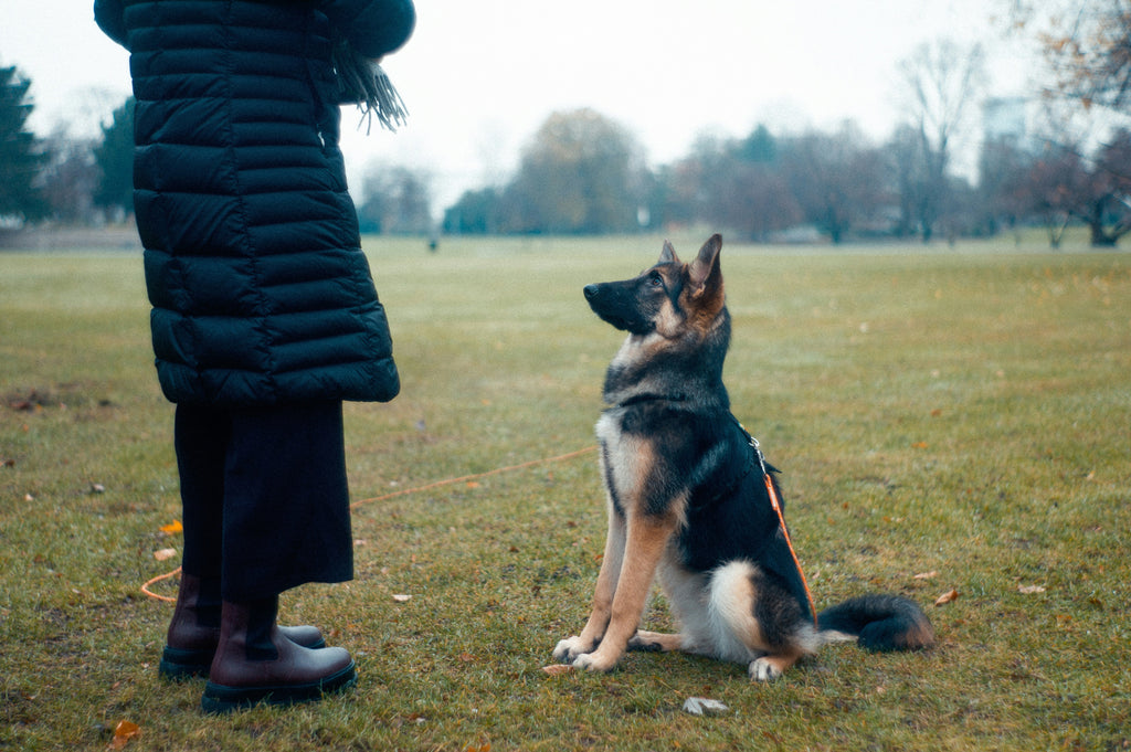 dog-training-german-shepherd